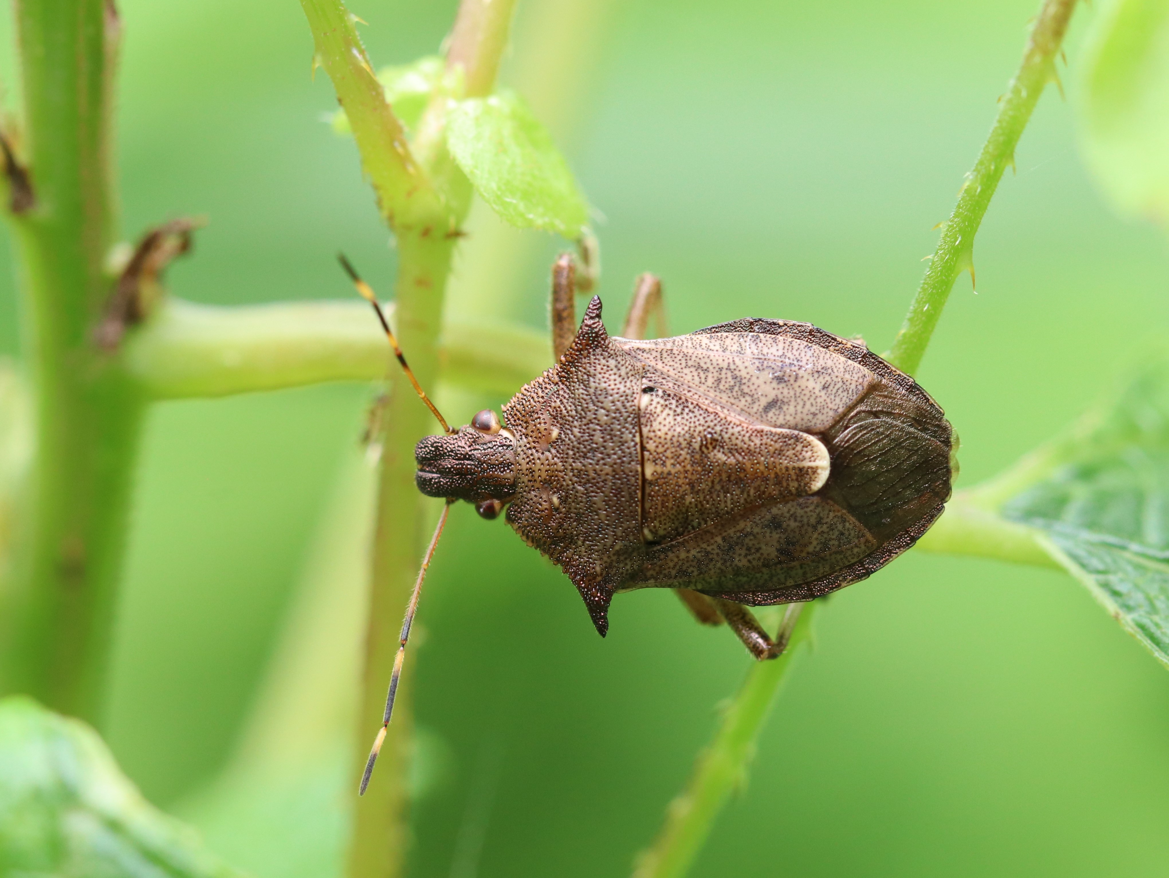 クチブトカメムシ2